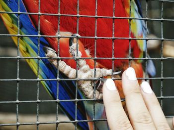 Close-up of a bird on hand