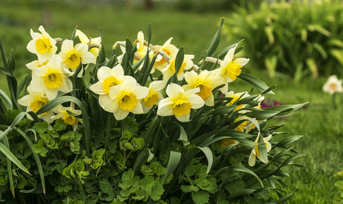 Close-up of yellow flowering plant on field