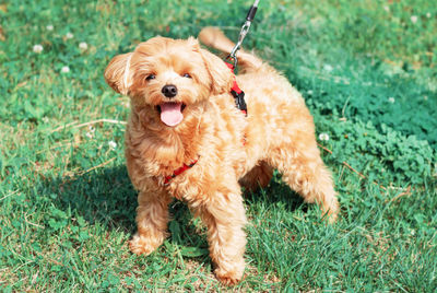 Small brown maltese dog on green grass close up front view.