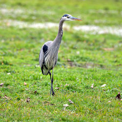 View of a bird on grass