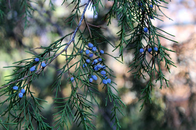 Close-up of pine tree branch