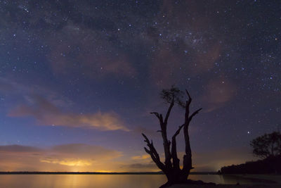 Low angle view of silhouette trees against sky at night