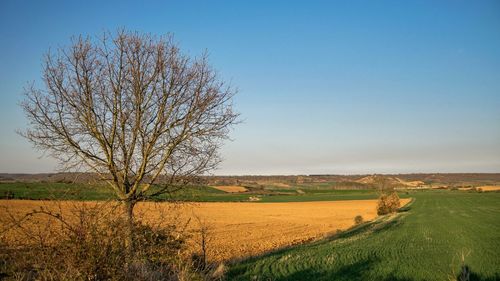 Scenic view of agricultural field against clear sky