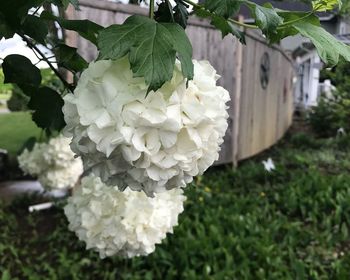 Close-up of white flowering plant