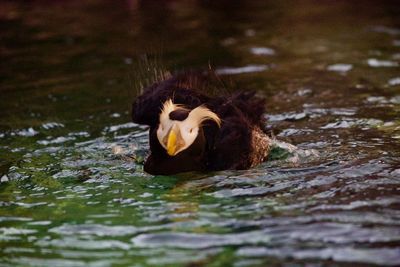 Duck swimming in lake