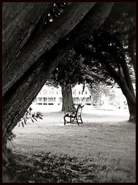 Trees growing in a park