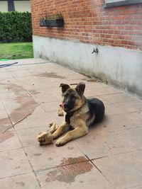 Dog relaxing on footpath