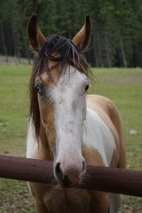 Close-up of a horse on field