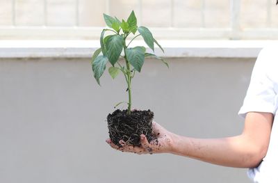 Close-up of hand holding plant with soil outdoors