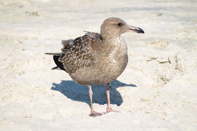 Close-up of bird perching on sand at beach