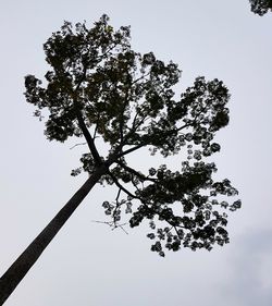 Low angle view of tree against sky