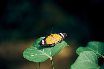 Close-up of butterfly on leaf