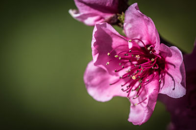 Close-up of pink orchid