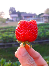 Close-up of hand holding strawberry