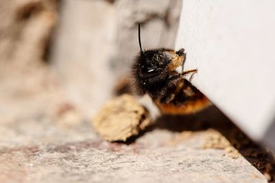 High angle view of bee