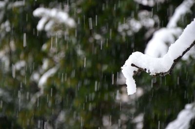 Close-up of snow covered tree