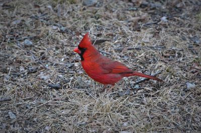 High angle view of a bird on field