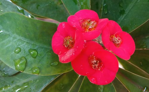 Close-up of wet red flower