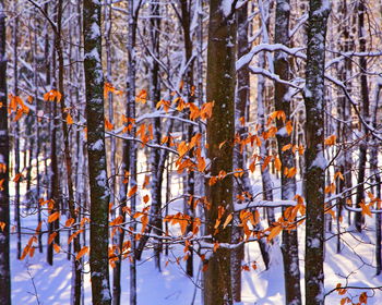 Pine trees in forest during winter