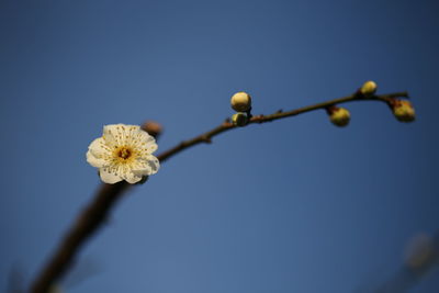 Low angle view of flower against clear sky
