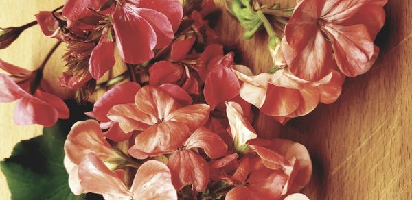 High angle view of red flowering plant