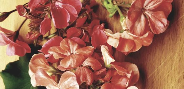 High angle view of red flowering plant