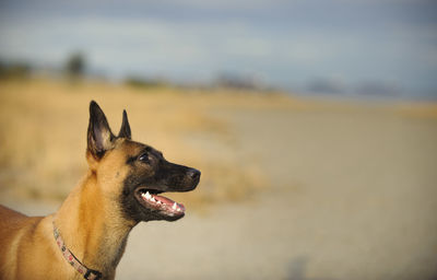Side view of belgian malinois standing on field