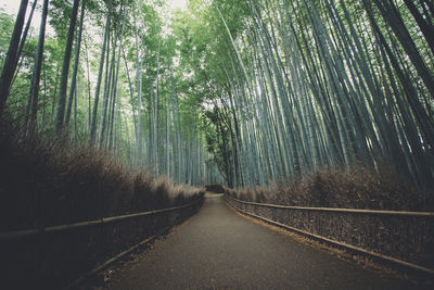 Walkway amidst trees in forest