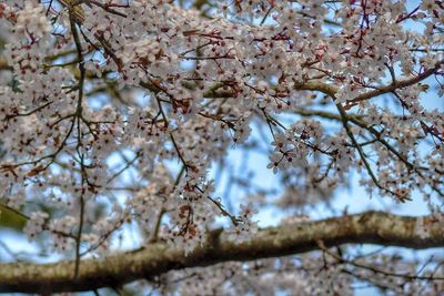 Low angle view of blooming tree against sky