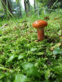 Close-up of mushroom growing on field