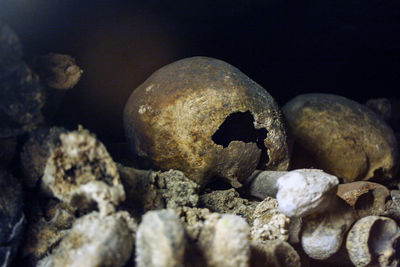 Close-up of human skull on rock