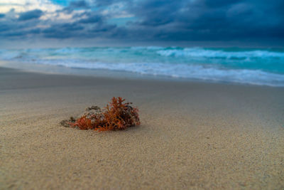 Plant part of sand at beach against cloudy sky