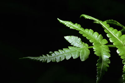 Close-up of fern leaves against black background