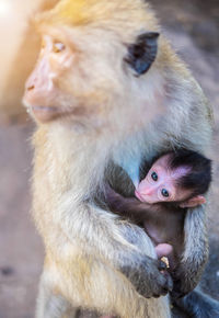 Close-up portrait of monkey