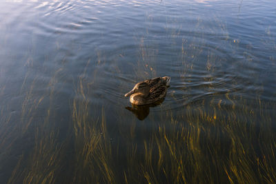 High angle view of crab swimming in lake