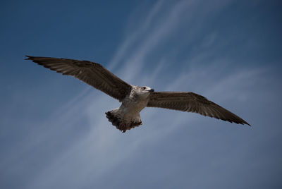 Low angle view of eagle flying in sky