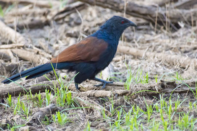 Bird perching on a field