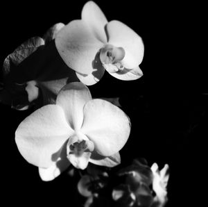 Close-up of flower over black background