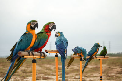 Close-up of birds perching on blue against sky