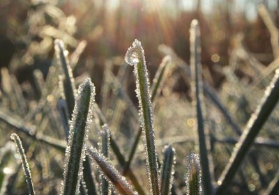 Close-up of plant against blurred background