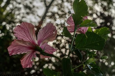 Close-up of pink hibiscus blooming on tree