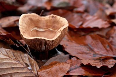 Close-up of dry autumn leaves