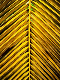 Full frame shot of palm leaves