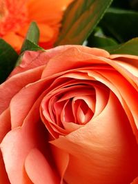 Close-up of rose bouquet