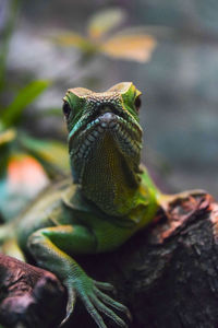 Close-up of a lizard