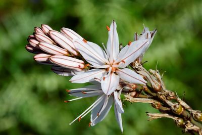 Close-up of white flowering plant