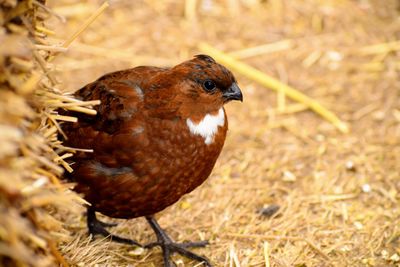 Close-up of a bird on land