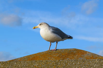 Seagull perching on a rock