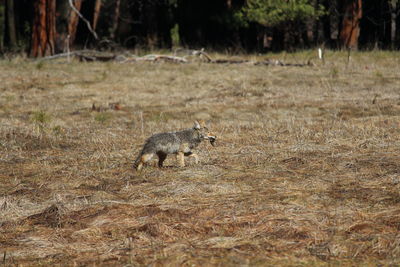 View of sheep on field