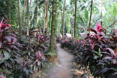 Footpath amidst trees in forest